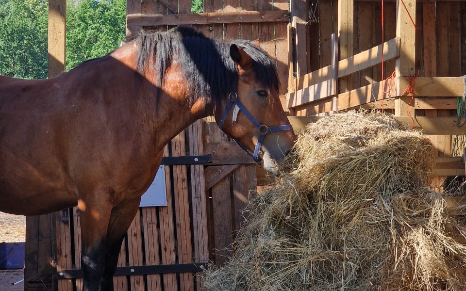 Zbiórka Siano - dla zwierząt lipiec - zdjęcie główne
