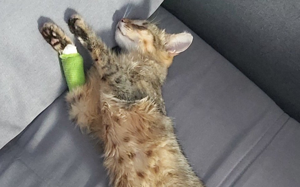 Kot śpiący na kanapie z opatrunkiem na łapie.