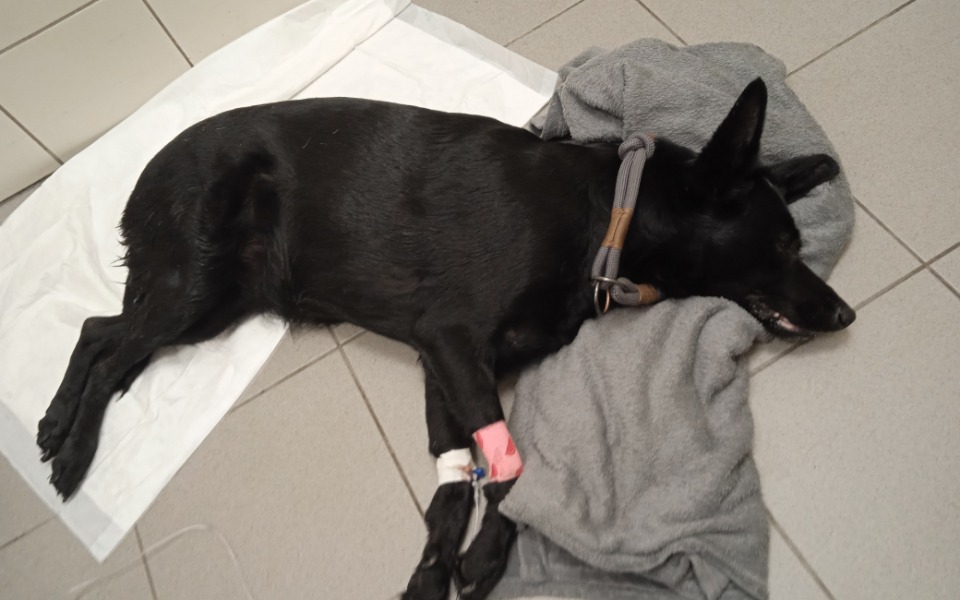 
        Zbiórka Pomóżmy psiakowi dłużej żyć - zdjęcie główne
    