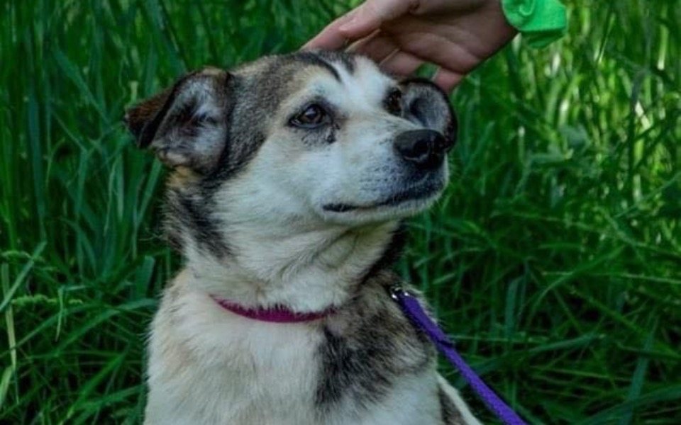 Zbiórka Na transport staruszki - zdjęcie główne