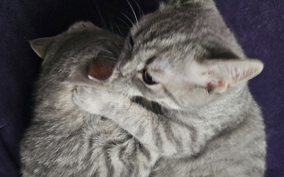 
        Zbiórka Kastracja i badanie kocurka. - zdjęcie główne
    