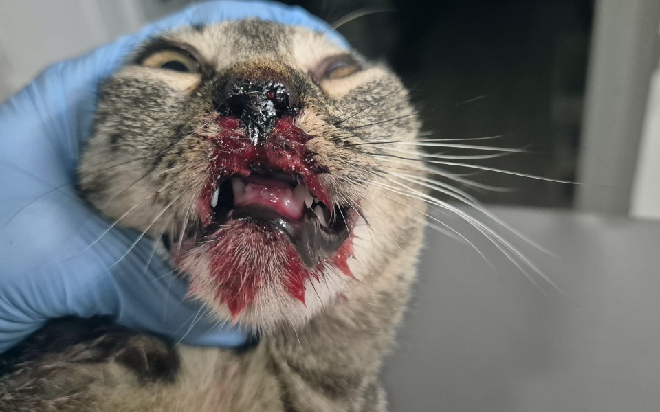 
        Kot z ranami na pysku, trzymany w rękawiczkach.
    