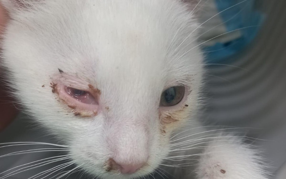 
        Zbiórka Na ratunek Jasmince i jej dzieci - zdjęcie główne
    