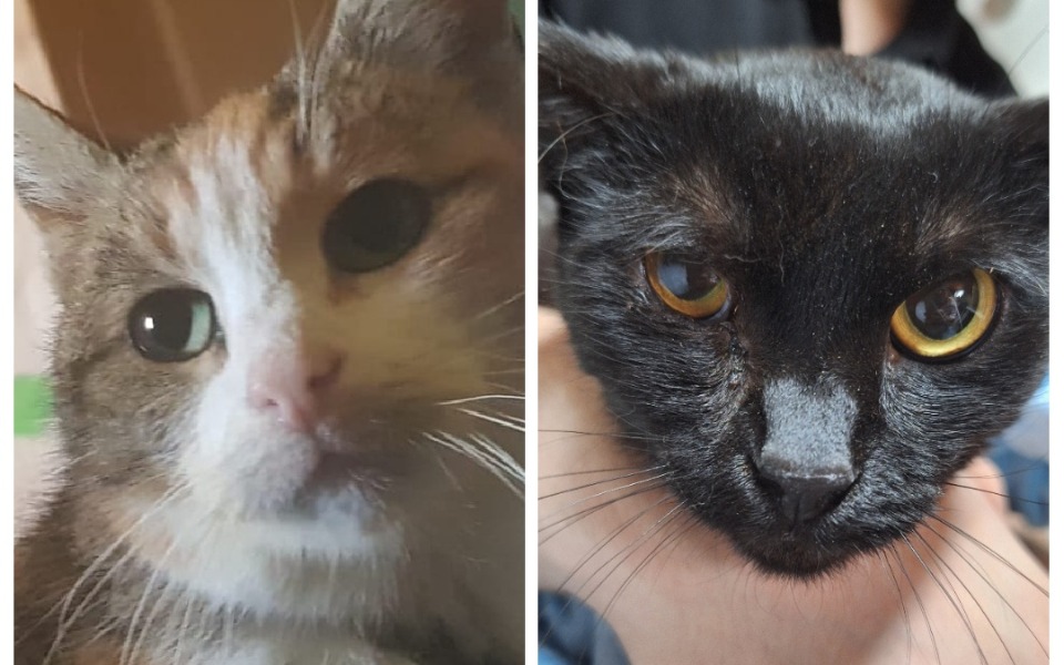 
        Zbiórka Operacje Matyldy i Hermionki - zdjęcie główne
    