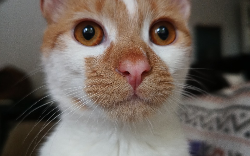 
        Zbiórka Perry vs trzyliterowy zabójca - zdjęcie główne
    