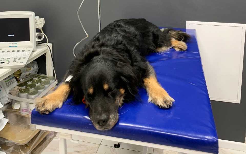 
        Zbiórka Leczenie naszego Spajkusia - zdjęcie główne
    