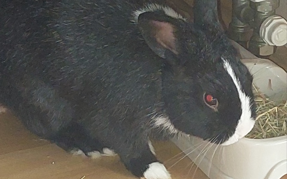 
        Zbiórka Kastracja króliczka Piotrusia - zdjęcie główne
    