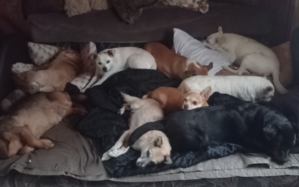 
        Grupa psów śpiących na kanapie, w przytulnej atmosferze.
    