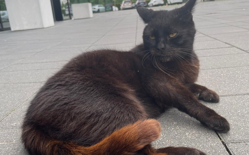 
        Zbiórka UniKot i inne - zdjęcie główne
    