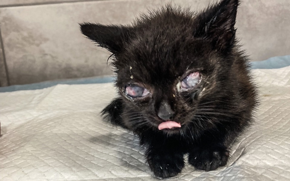 
        Zbiórka Muminek BŁAGA o pomoc - zdjęcie główne
    