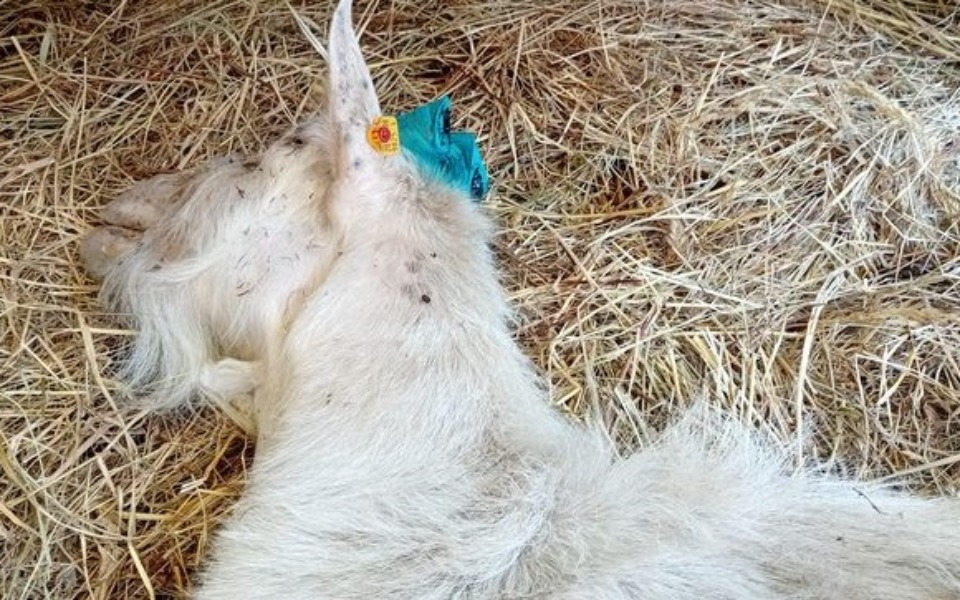 
        Zbiórka Ratujemy życie Koziego Dziadka - zdjęcie główne
    