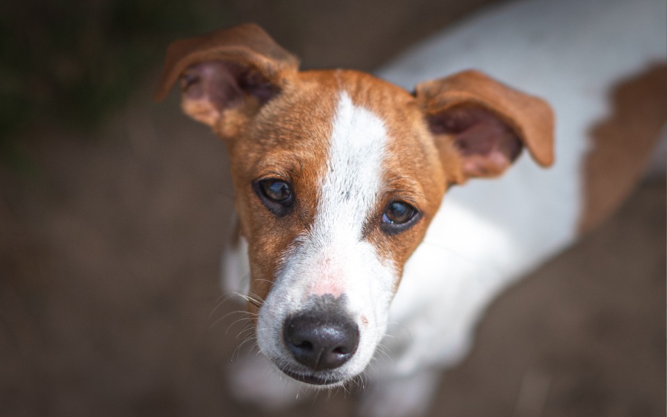 
        Zbiórka Akcja - karma dla czworonogów - zdjęcie główne
    