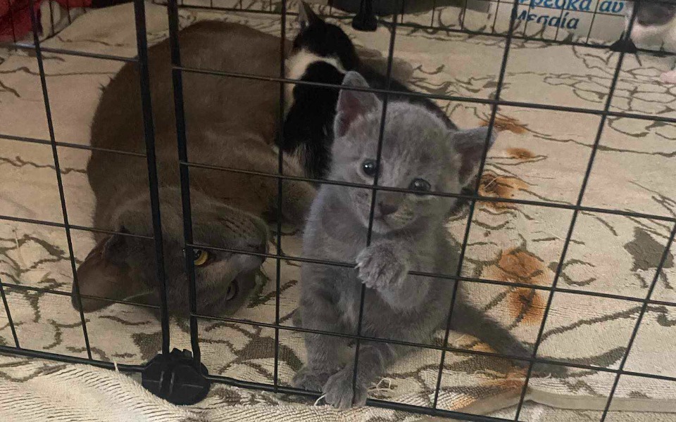 
        Kocięta w klatce, jedno z nich patrzy przez pręty.
    