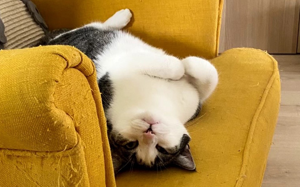 Zbiórka Momo walczy z chorobą - zdjęcie główne