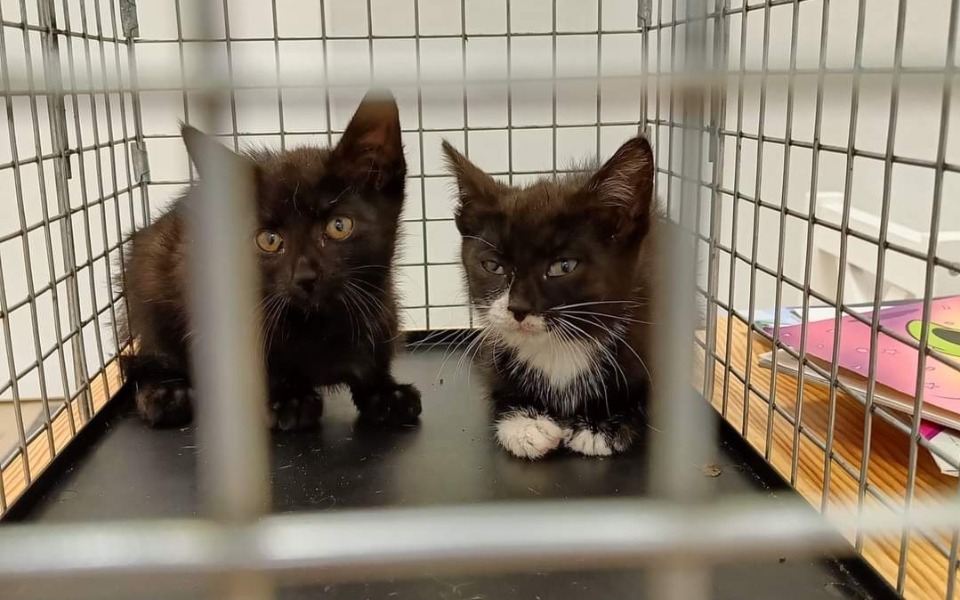 
        Zbiórka Leczenie czterech kociąt - zdjęcie główne
    