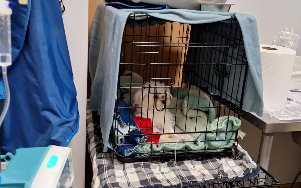 
        Zbiórka Zbiórka na operacje maltańczyka - zdjęcie główne
    