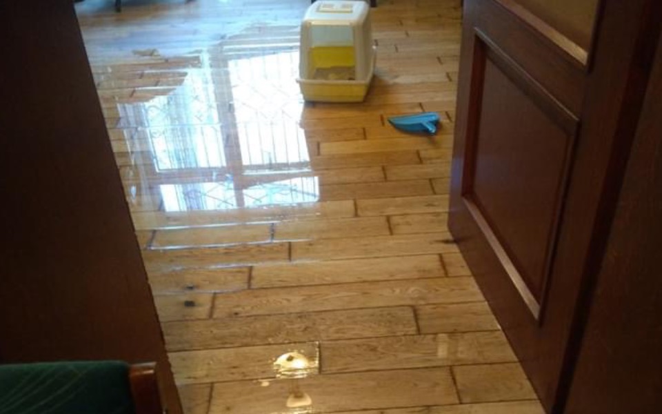 
        Zbiórka Powódź w kocim hospicjum. - zdjęcie główne
    