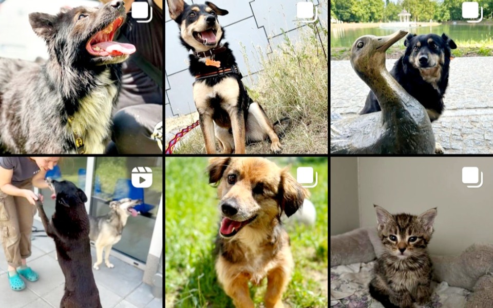 
        Zbiórka KTOZ Schronisko dla zwierzat - zdjęcie główne
    