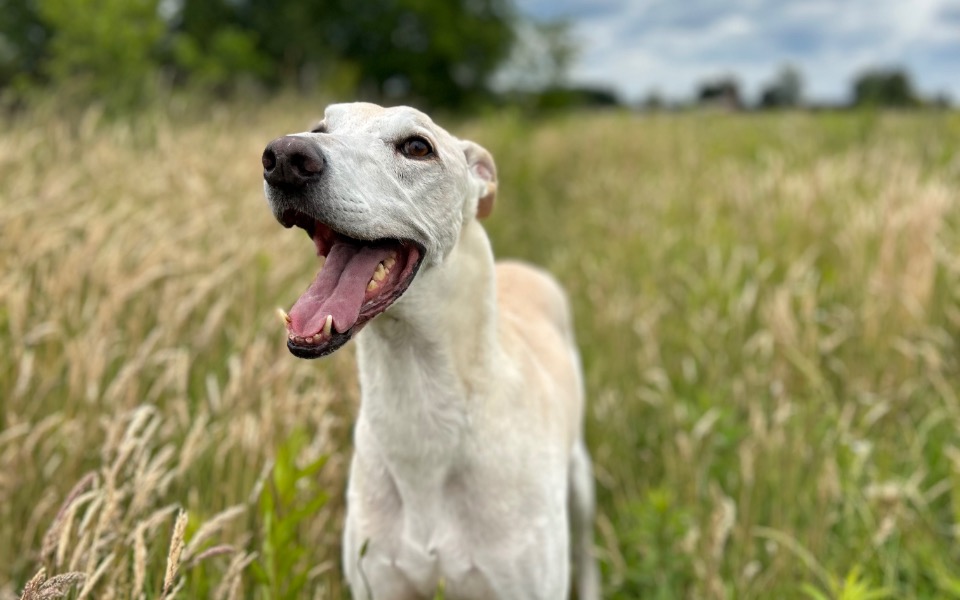 
        Zbiórka Na jedzenie dla charta Czosnka - zdjęcie główne
    