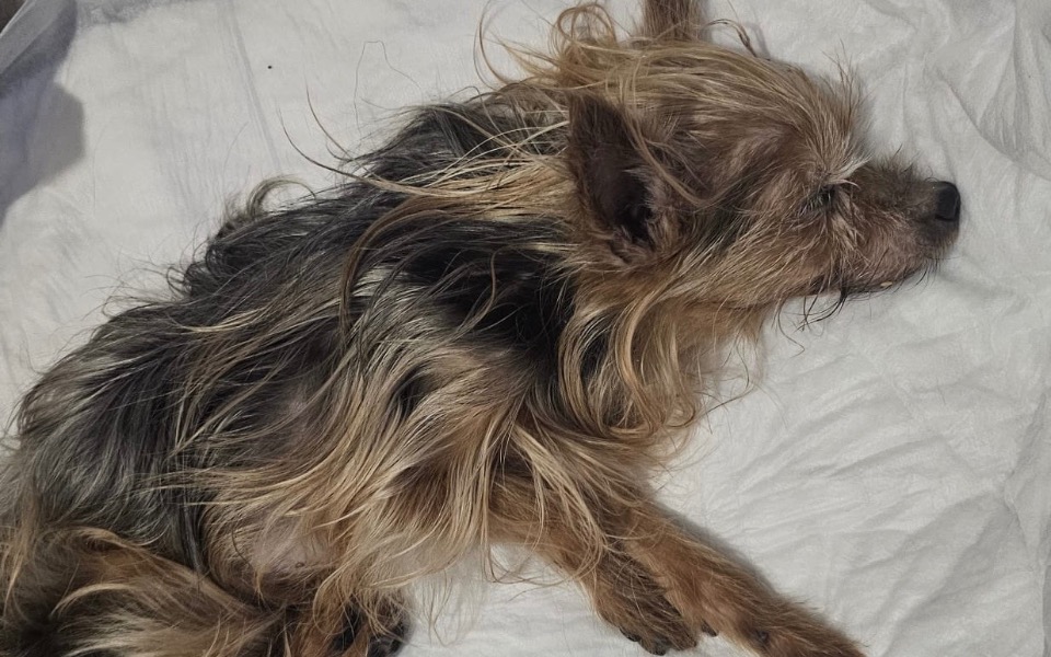 Zbiórka Pomóż przeżyć Pikselowi - zdjęcie główne