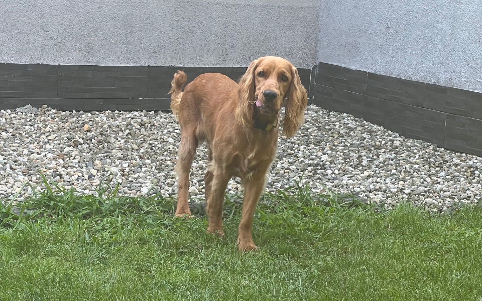 
        Zbiórka Psie dziecko chce normalnie żyć - zdjęcie główne
    