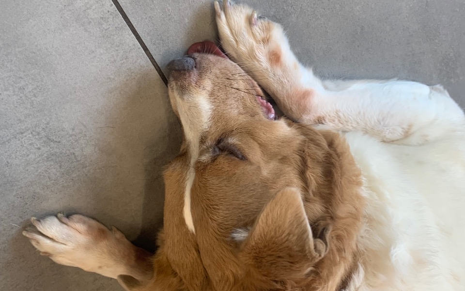 Zbiórka Leczenie ukochanego Tofika - zdjęcie główne