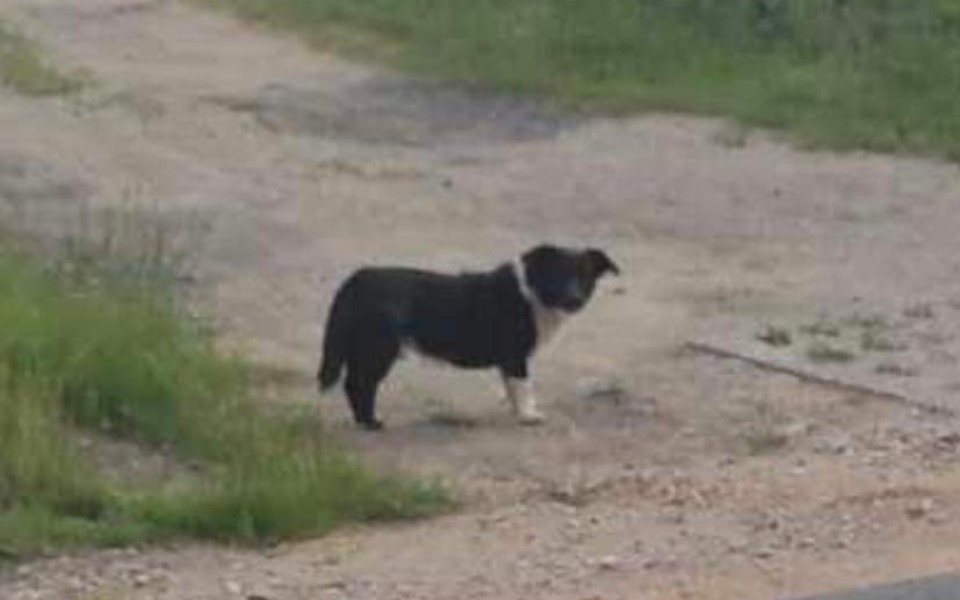 
        Zbiórka NOWE ŻYCIE psa porzuconego - zdjęcie główne
    