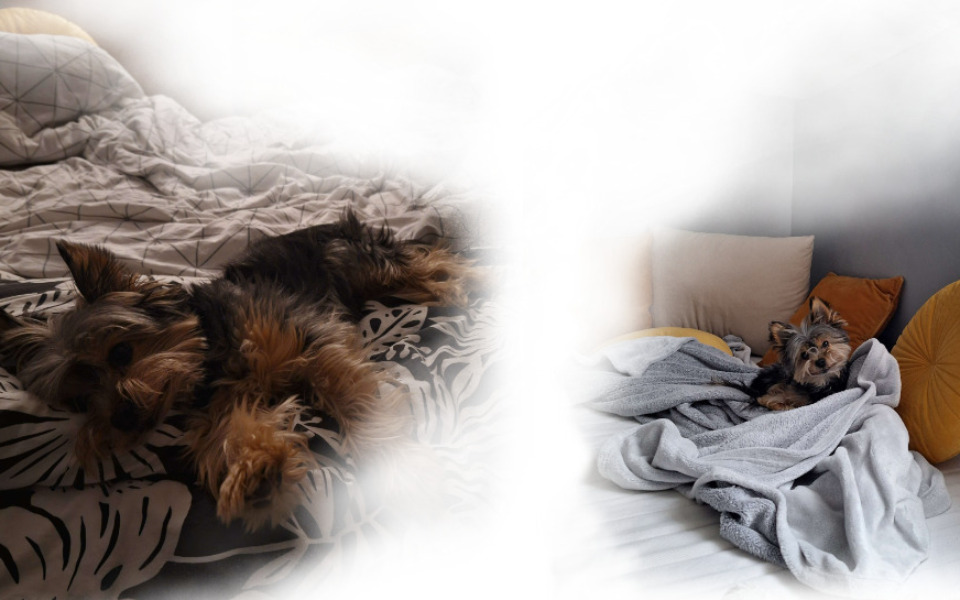 
        Zbiórka Zabieg Charliego - zdjęcie główne
    