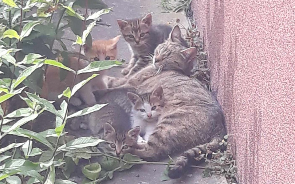 
        Zbiórka Dla kociej mamy w potrzebie. - zdjęcie główne
    