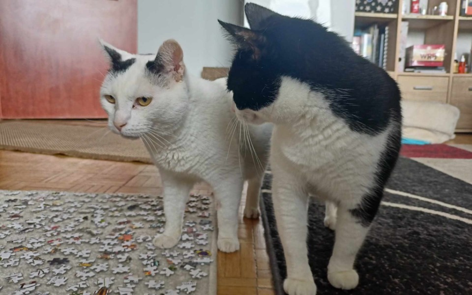 
        Dwa koty w domu, jeden z nich z ciekawym spojrzeniem.
    