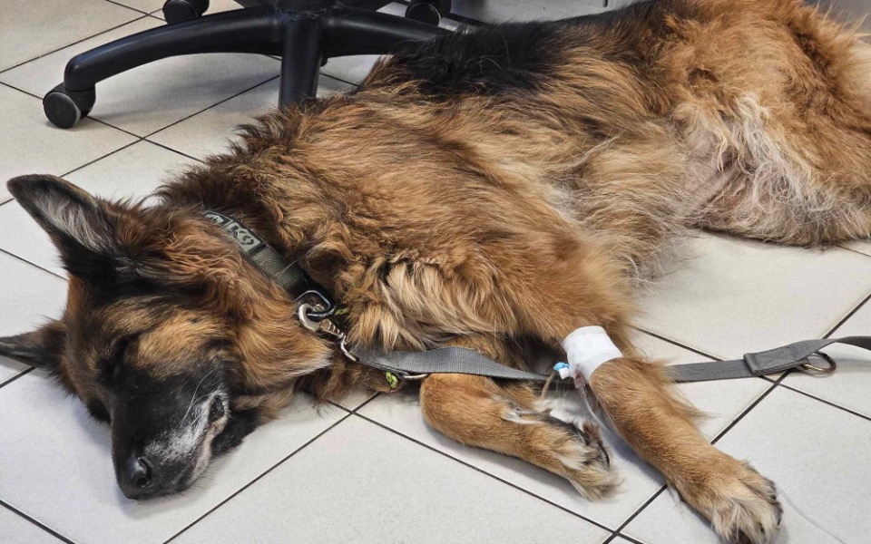 
        Zbiórka Pokrycie kosztów leczenia Zary - zdjęcie główne
    