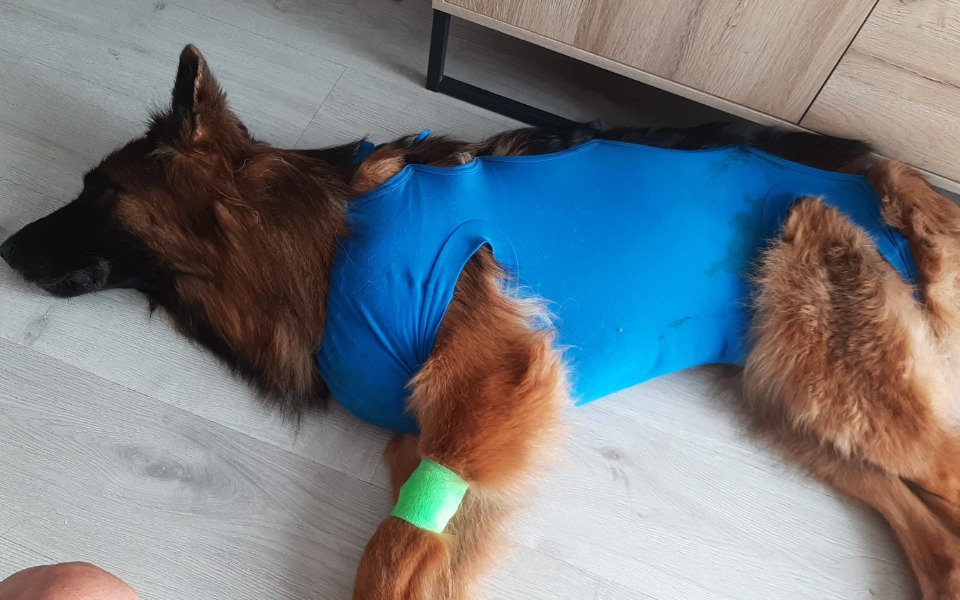 
        Zbiórka Pomoc w kosztach leczenia Diesla - zdjęcie główne
    