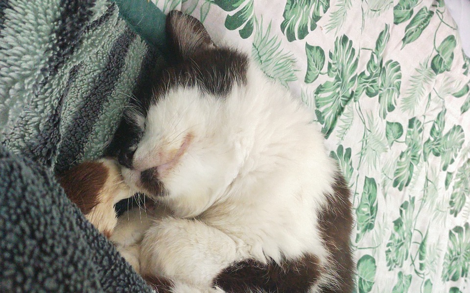 
        Zbiórka Leczenie bezdomnego kotaa - zdjęcie główne
    