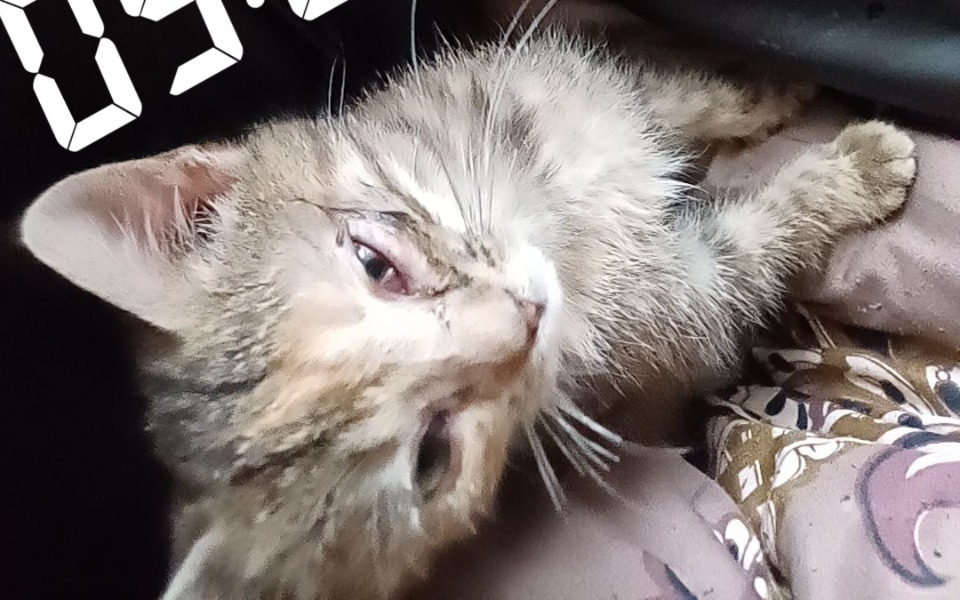 
        Zbiórka Zbieram na chorego kociaka - zdjęcie główne
    