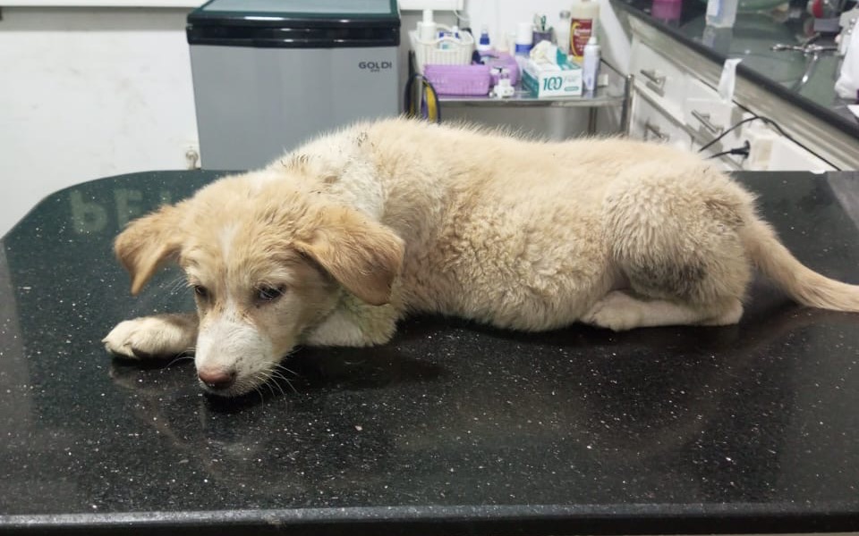 
        Zbiórka Leczenie szczeniaka i przytułek - zdjęcie główne
    