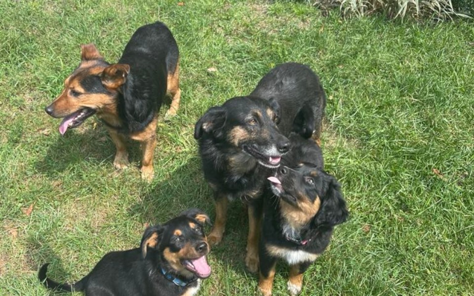 
        Zbiórka Uratowane z mordowani - zdjęcie główne
    