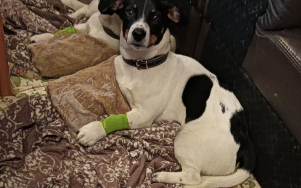 
        Zbiórka Ratujmy Pieska Po wypadku. - zdjęcie główne
    