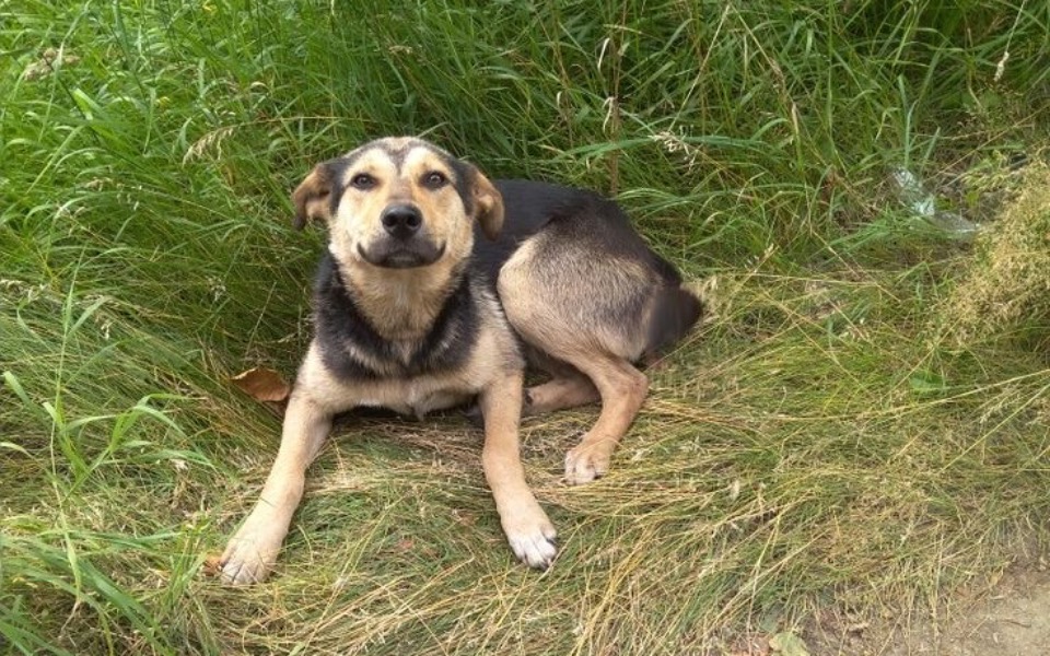 
        Zbiórka pomoc dla bezdomnego pieska - zdjęcie główne
    