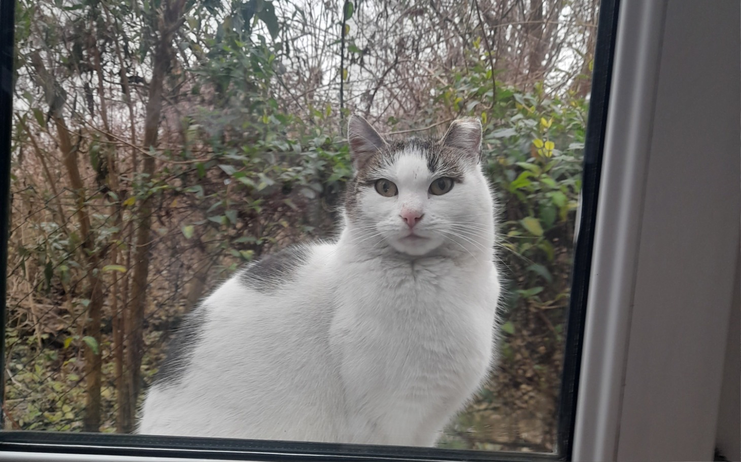 
        Kot patrzący przez okno, z zielonym tłem.
    