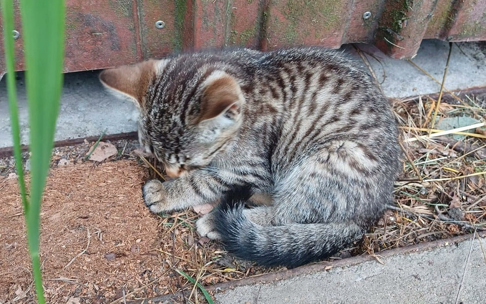 
        Zbiórka Na pomoc porzuconemu kociakowi - zdjęcie główne
    