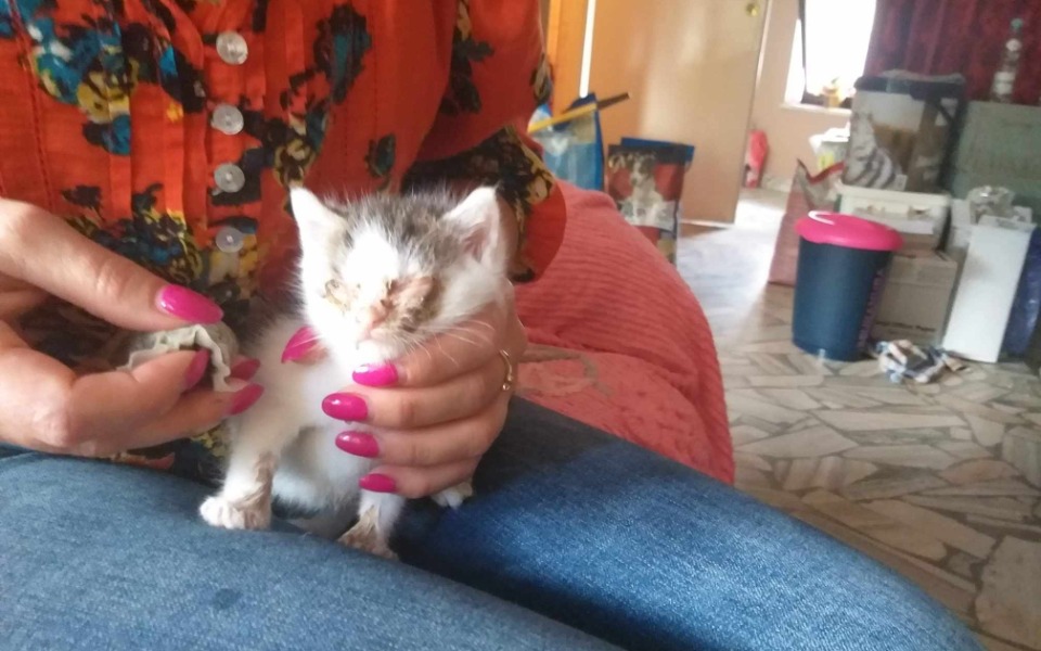 
        Zbiórka Dom dla zwierząt.. - zdjęcie główne
    