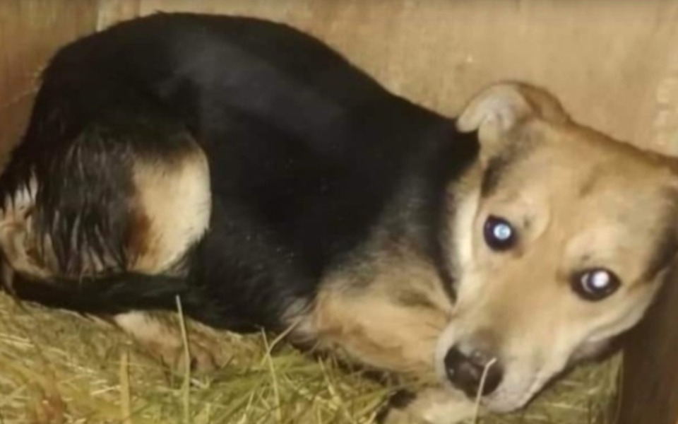 
        Pies leżący w klatce, wyglądający na zmartwionego.
    