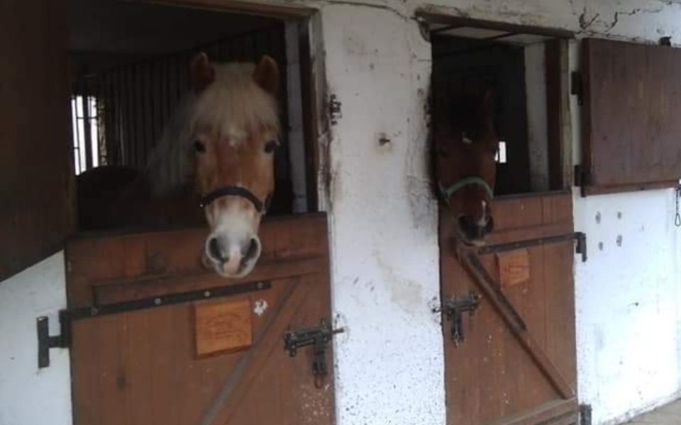 
        Zbiórka Na nowy dom dla uratowanych koni - zdjęcie główne
    