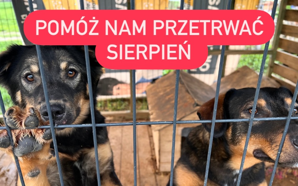 
        Zbiórka Pomóż psom przetrwać sierpień - zdjęcie główne
    