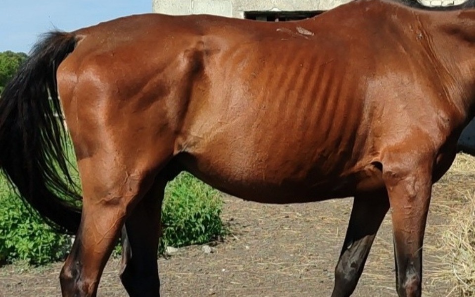 Zbiórka Na ratowanie dwóch koni - zdjęcie główne