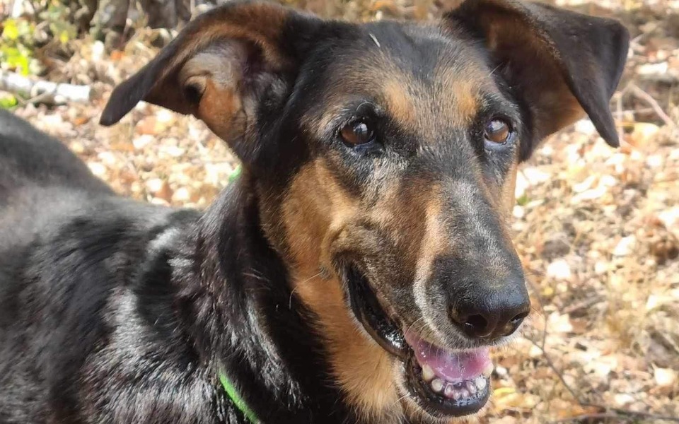 
        Zbiórka Potrzebne wpłat na uratowane psy - zdjęcie główne
    