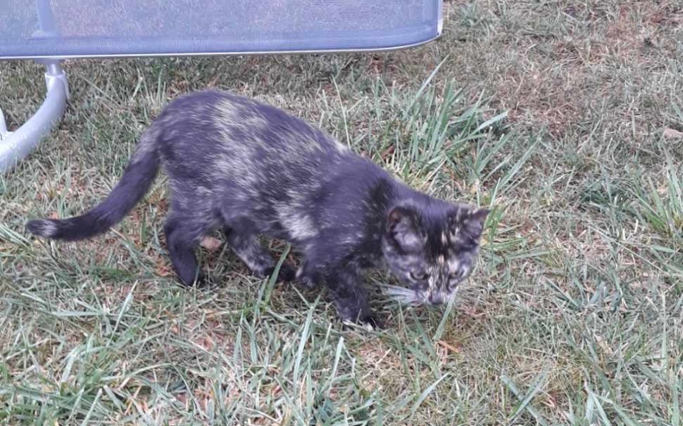 Zbiórka Uchronić przed Sobolewem - zdjęcie główne