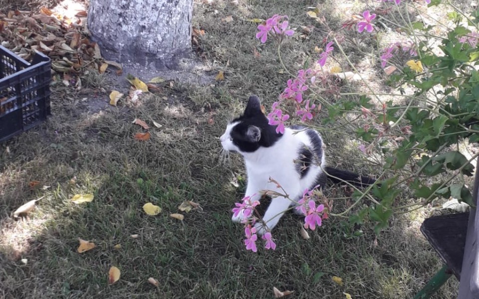 
        Zbiórka Kotka z działek - zdjęcie główne
    