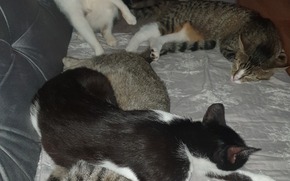 
        Zbiórka Szczepienie naszych podopiecznyc - zdjęcie główne
    