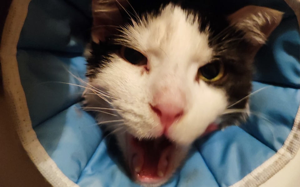 
        Zbiórka Niebieska Sfora - sierpień. - zdjęcie główne
    